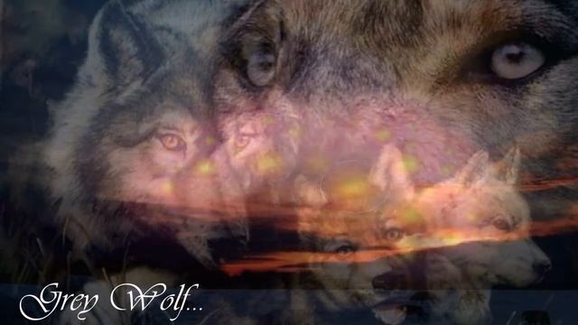 ☼ Grey Wolf ...✿ܓ