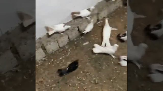 ФЕРМА БАКИНСКИХ ГОЛУБЕЙ.Все масти #kabootar #голуби #pigeon #бакинскиеголуби #pigeons #голуби