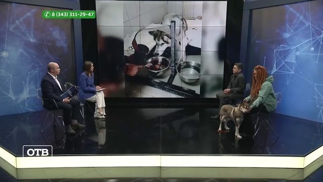 Спасение Хаски из Юрги смотреть онлайн
