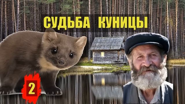 0172 ПОСЛЕДНЯЯ КУНИЦА ВСЕ СЕРИИ СУДЬБА ХОЗЯИН ЛЕСА МЕДВЕДЬ ЖИВОТНЫЕ ПРИРОДА ЖИЗНЬ ТАЙГА ИСТОРИИ из Ж смотреть онлайн