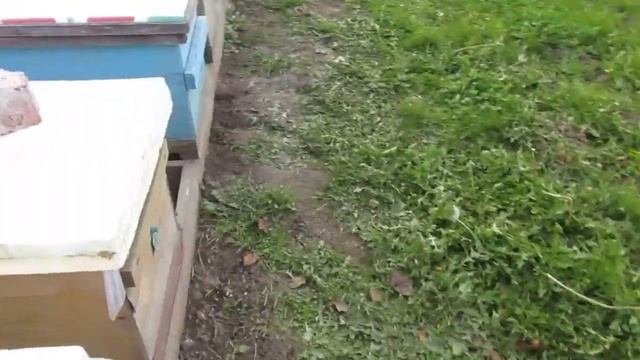Осенние работы на пасеке. Обзор семей. 2020г. смотреть онлайн