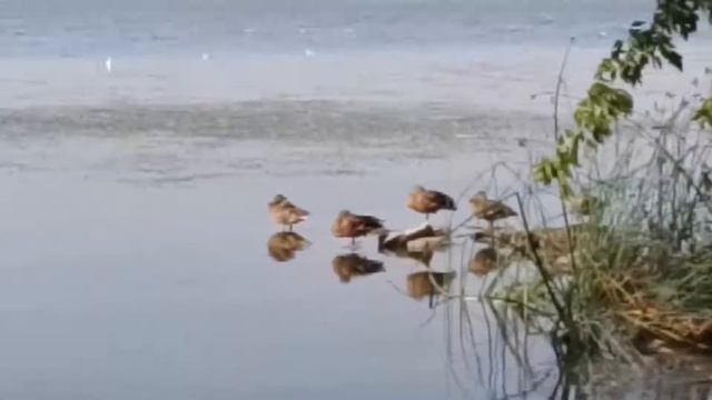 Утки.на солнечных процедурах. смотреть онлайн