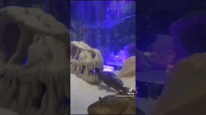 большой аквариум с хищными рыбками 🌊 #скат