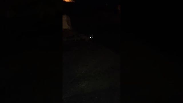 Лисичка сестричка. смотреть онлайн