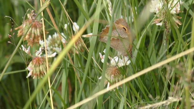 Meadow Brown Butterflies in 4K at Trent Park, London, UK, 26th June 2017 смотреть онлайн