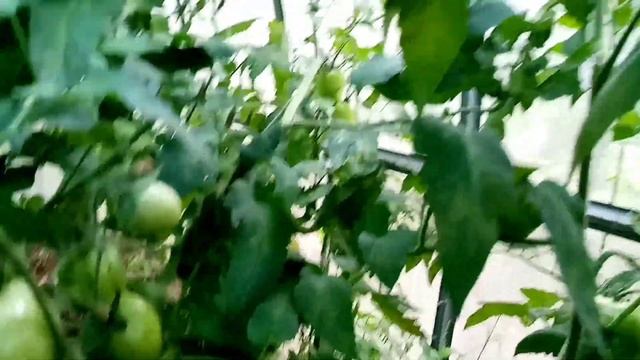 Теплица 3X4 в начале августа. Обзор. смотреть онлайн