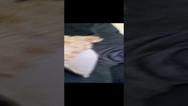 моя собака смотреть онлайн