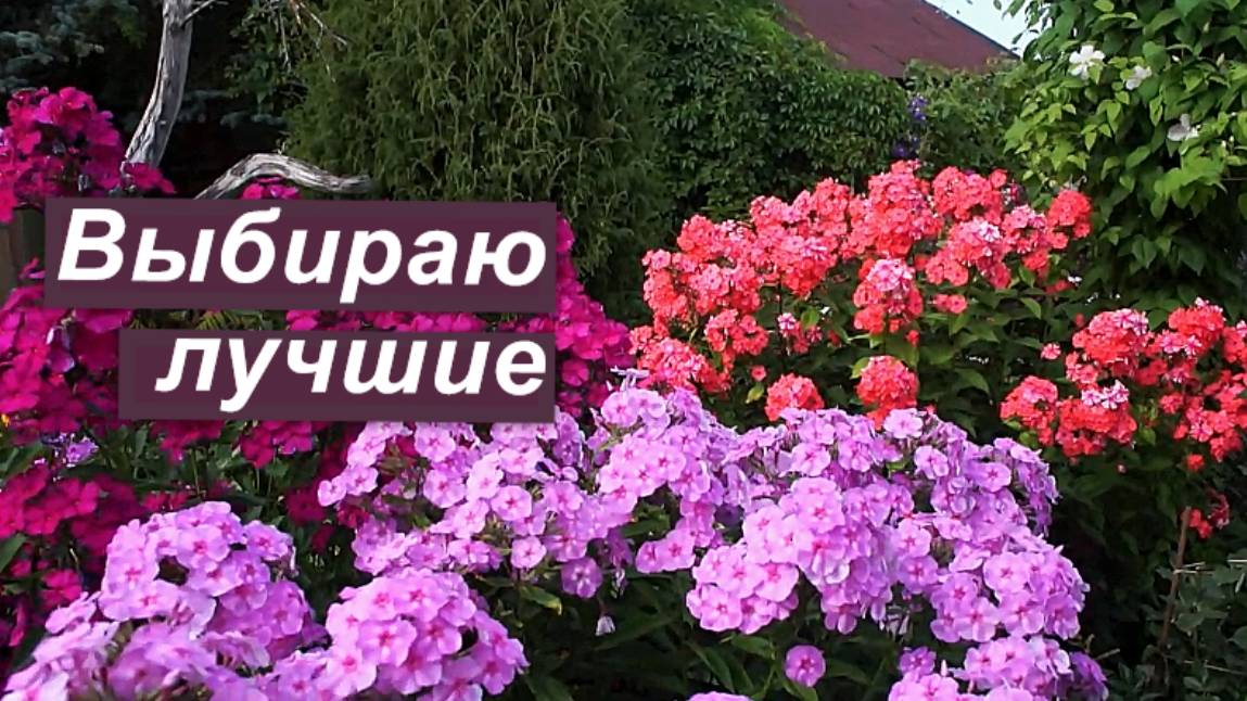 Флоксы. Выбираю лучшие сорта этого сезона