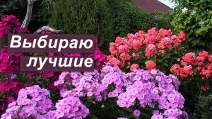 Флоксы. Выбираю лучшие сорта этого сезона