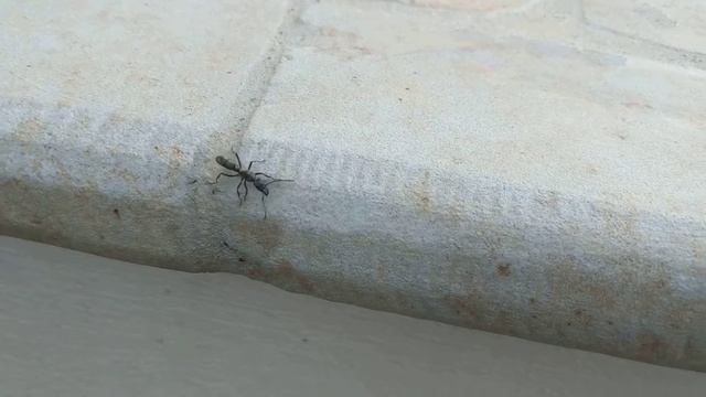 Pachycondyla - Costa Rica смотреть онлайн