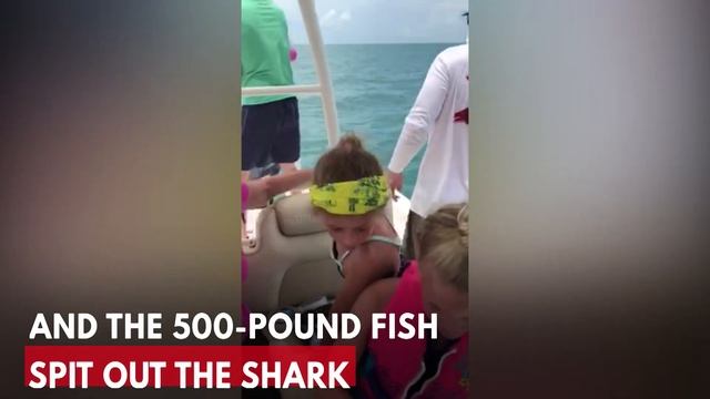 500-Pound Goliath Grouper Devours Shark In Front Of Shocked Florida Fisherman смотреть онлайн