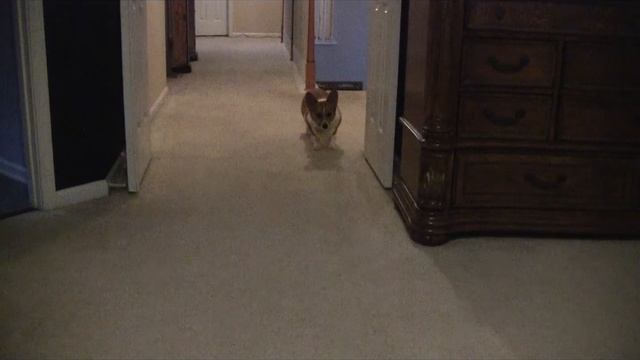 Crazy Corgis of Yorktown VA.wmv смотреть онлайн