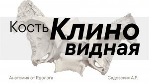 Клиновидная кость