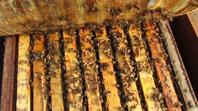 Обзор семьи в Ярославле. 28.10.2020г. смотреть онлайн