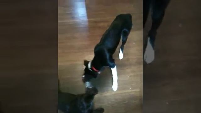 Lincoln found a new toy смотреть онлайн