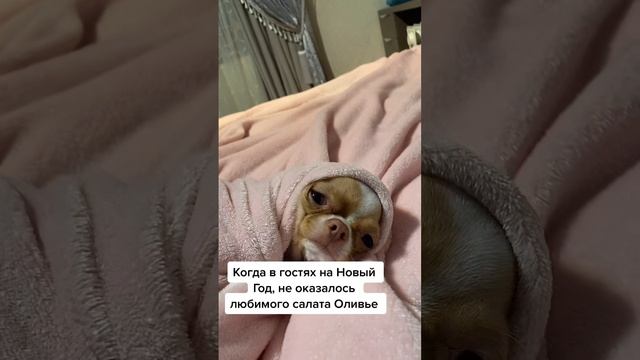 Новый год без оливье! Чихуахуа приколы смотреть онлайн