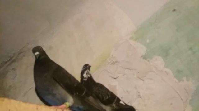 Сезон птицепада открыт🐣 смотреть онлайн
