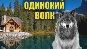 0289 ОДИНОКИЙ ВОЛК СУДЬБА ЧЕЛОВЕКА СЛУЧАЙ на СЕВЕРЕ ОТШЕЛЬНИК СУДЬБА СЕРИАЛ