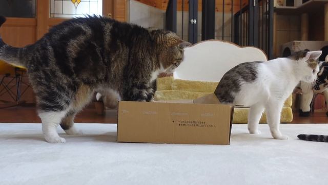 箱の上で寛ぎたかっただけのねこ。（たぶん） -Maru just wanted to relax on the box .(Maybe)- смотреть онлайн