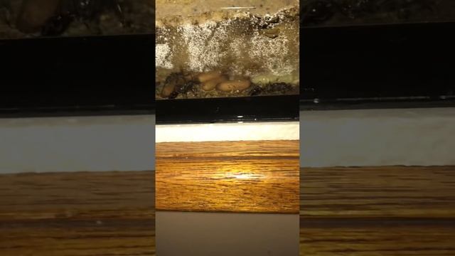 Bullant Myrmecia Colony Update смотреть онлайн