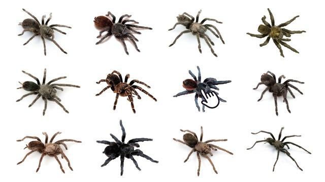 Species of Tarantula Part 4 | Aphonopelma Genus смотреть онлайн