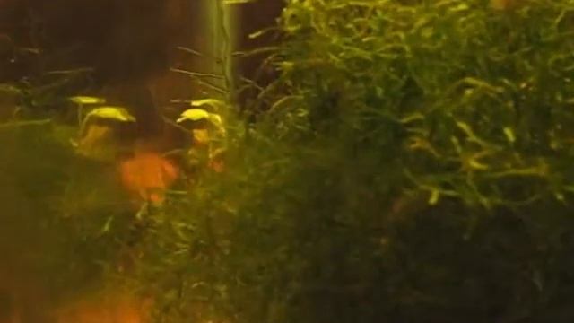 Corydoras guapore 410.flv смотреть онлайн