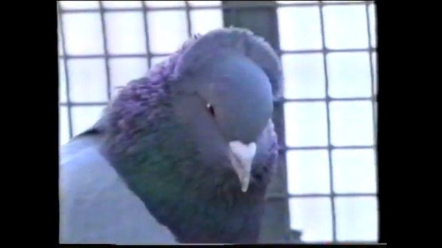 ЛЕНИНОКАНСКИЕ ( ГЮМРИ ) смотреть онлайн