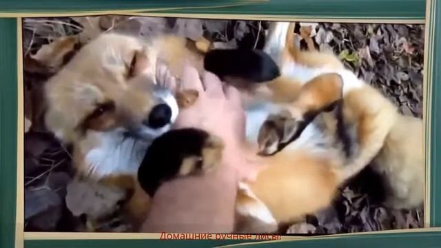 Ручная Лиса Няшные Веселые Лисички! смотреть онлайн