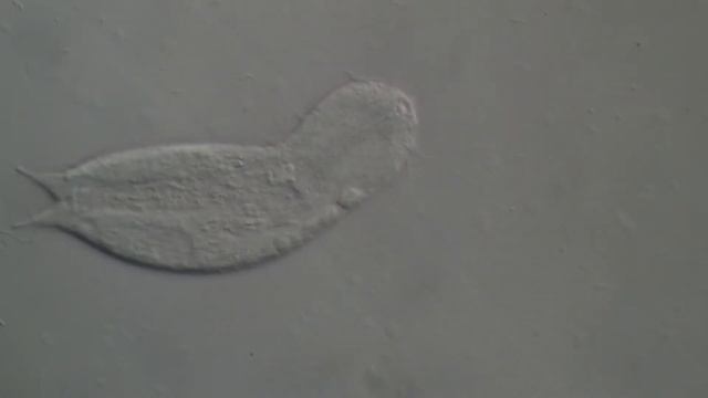 Gastrotricha смотреть онлайн
