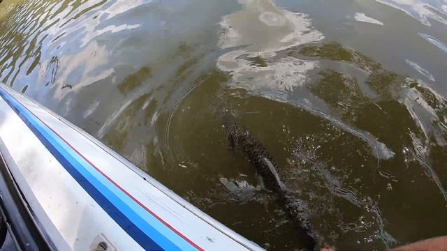Catching Bream and Tiger Fish the Lazy Way (Crazy Fish Action!) смотреть онлайн