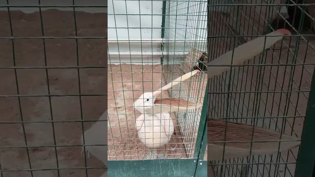 Какой большой клюв смотреть онлайн