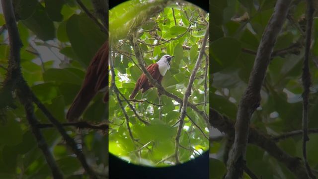 Bell Bird смотреть онлайн