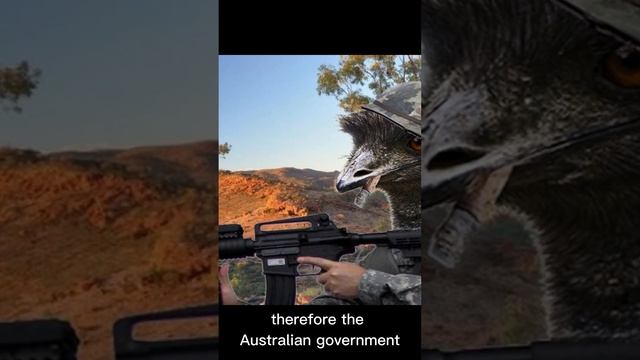 The Great Emu War: The Most Unusual Battle in History смотреть онлайн