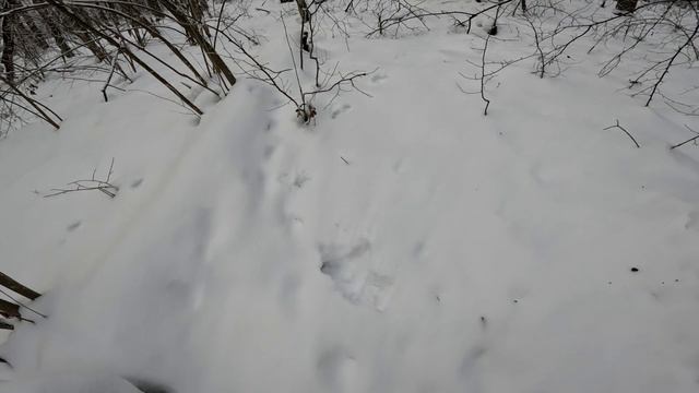 Куница есть зайцев нет смотреть онлайн