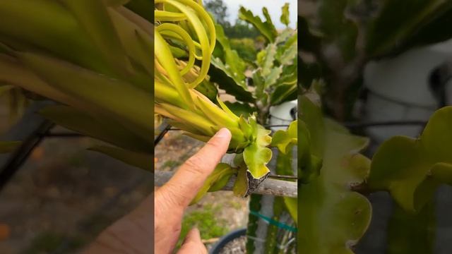 Pollenate Your Dragons! 🐉 #dragonfruit #pitahaya #dragonfruitflower #pollen #anther #stigma