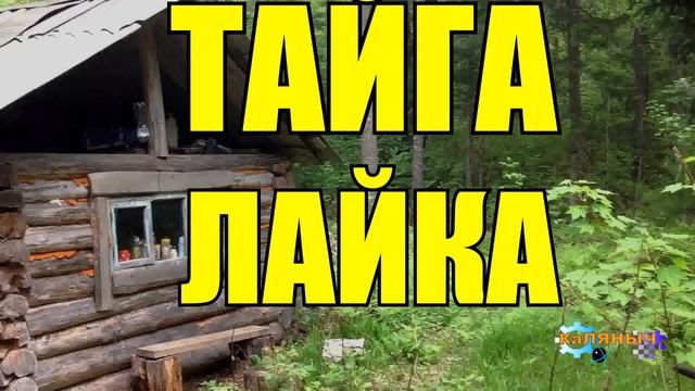 1069 - ЛАЙКА _ ТАЙГА _ РАССКАЗ смотреть онлайн
