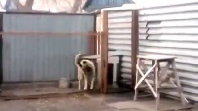 Копия видео Танцующая собака смотреть онлайн