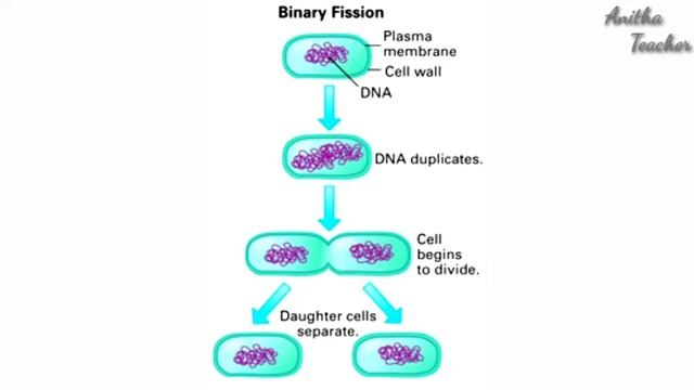 Inter 2nd year Botany Bacteria chapter part 2 смотреть онлайн