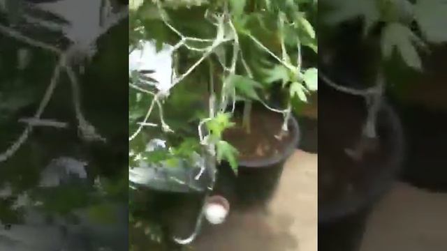 How to keep the dank smell under control смотреть онлайн