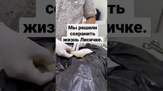 Спасение собачки, ее хотели усыпить, но ей повезло. #собакин #помощьживотнымбездомным смотреть онлайн