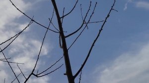 Прививка персика на абрикос почкой , результат .