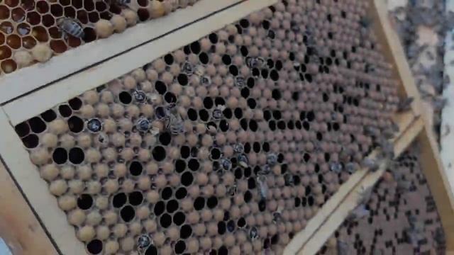 Готовим трутня для инструментального осеменения пчелиных маток (16.07.23) смотреть онлайн