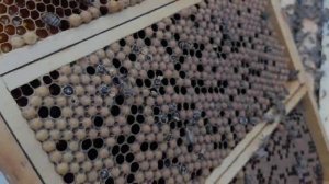 Готовим трутня для инструментального осеменения пчелиных маток (16.07.23)