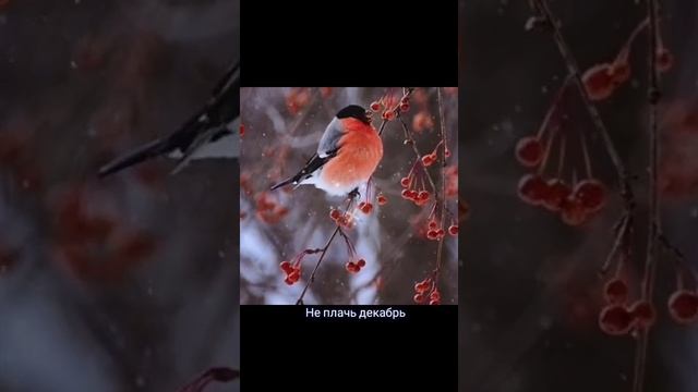 Не плачь декабрь Автор и исполнитель: Владимир Курочкин смотреть онлайн