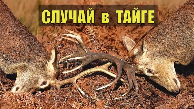 2 оленя намертво сцепились рогами ИСТОРИИ из ЖИЗНИ СЛУЧАЙ в ТАЙГЕ ЛЕСНИК СУДЬБА ЧЕЛОВЕКА ОТШЕЛЬНИК смотреть онлайн