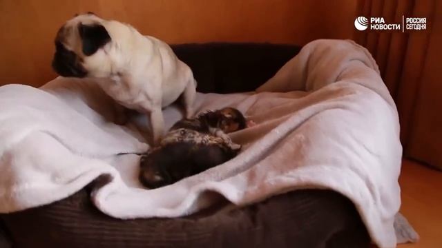 Чужих детей на свете не бывает... смотреть онлайн