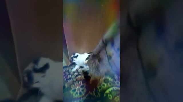 Кот Снежок играет