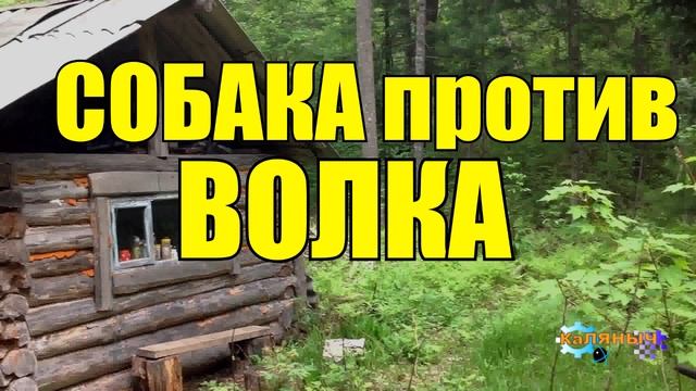 ХОЗЯИН ПРЕДАЛ СОБАКУ _ ВОЛЧЬЯ СТАЯ ПРОТИВ СОБАК _ ЖИЗНЬ В ТАЙГЕ смотреть онлайн