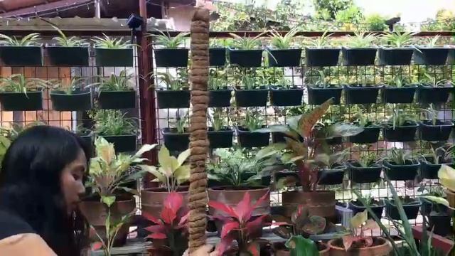 Ideal potting mix for ornamental plants. (Soilless potting mix recipe) #Repotting смотреть онлайн