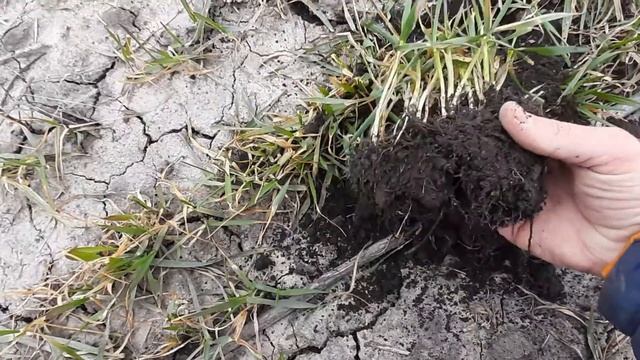 Пшеница Катруся после зимы.9 Марта 2021 смотреть онлайн